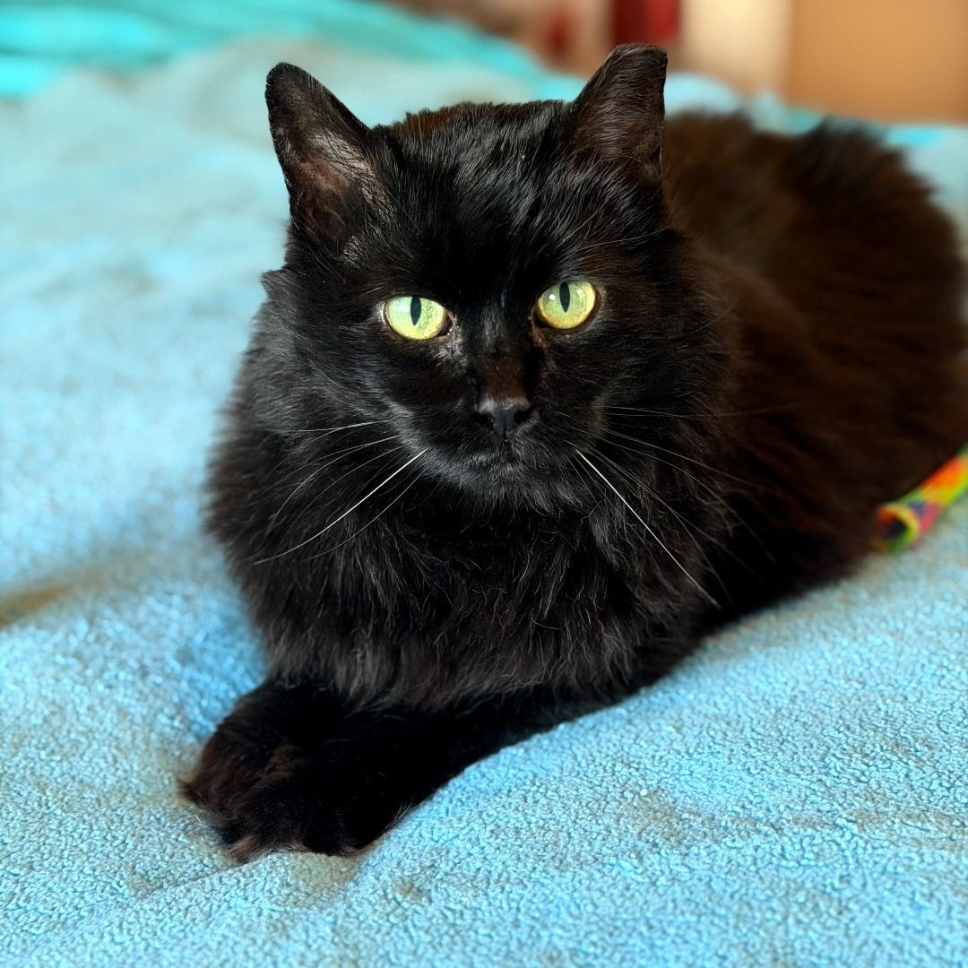 Susie, Adoptable, Adult Female Domestic Medium Hair.