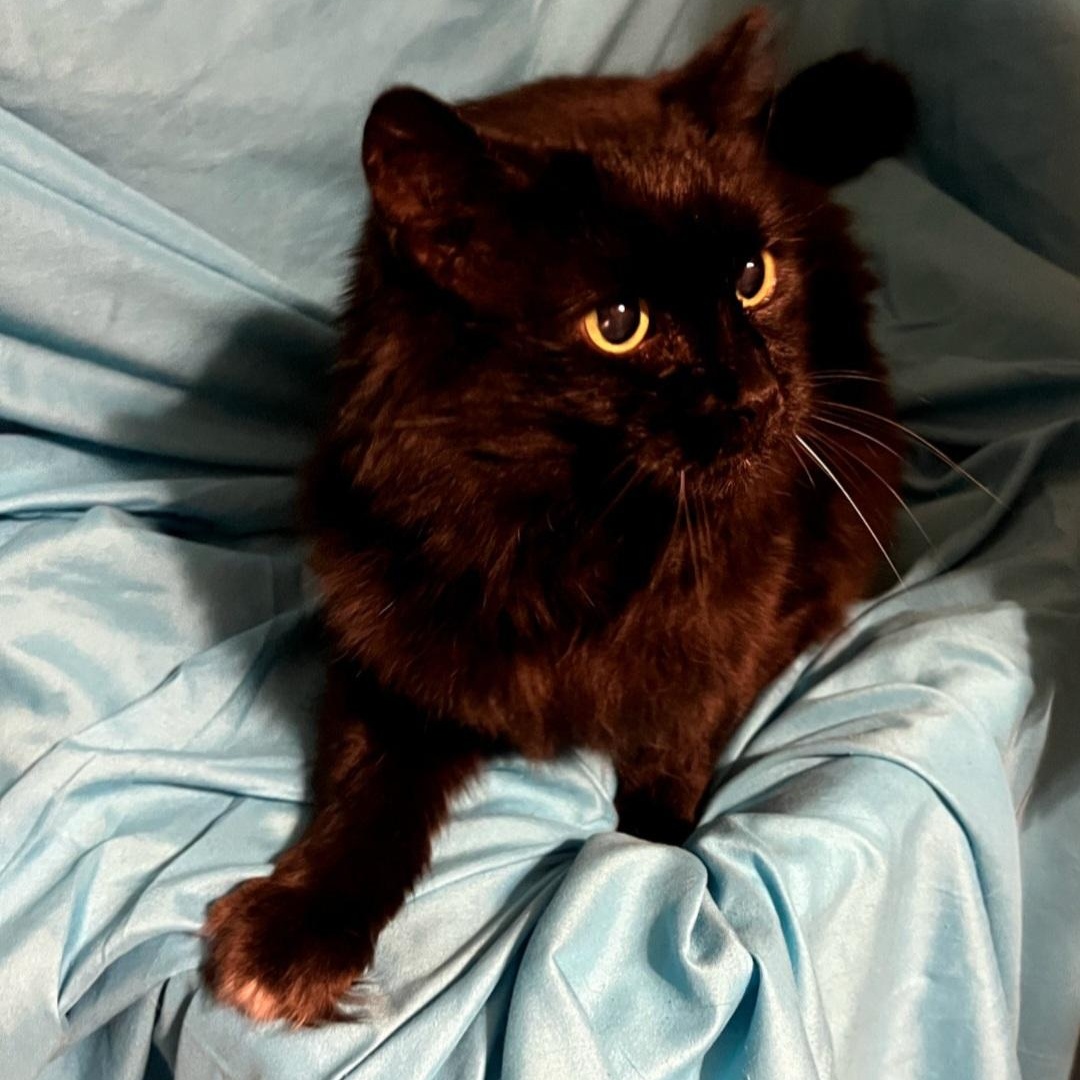 Enlarge Susie, a Adoptable Domestic Medium Hair in Raeford, NC image 2/4