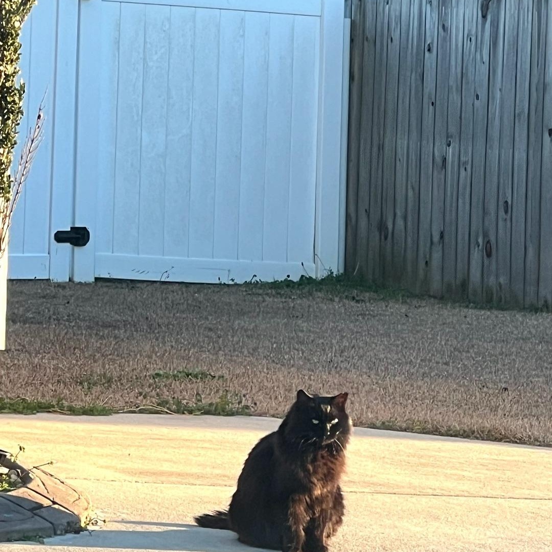 Enlarge Susie, a Adoptable Domestic Medium Hair in Raeford, NC image 3/4