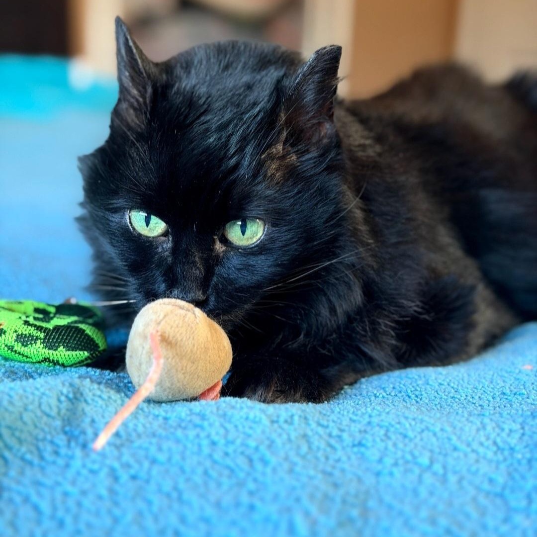 Enlarge Susie, a Adoptable Domestic Medium Hair in Raeford, NC image 4/4