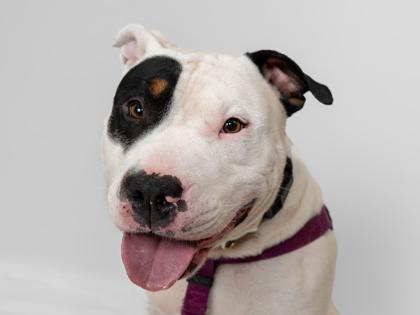 Enlarge Bullseye, a Adoptable mixed breed in Coon Rapids, MN image 1/3