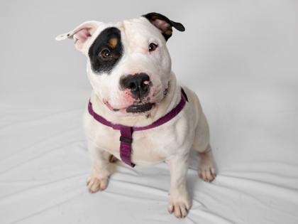 Enlarge Bullseye, a Adoptable mixed breed in Coon Rapids, MN image 2/3