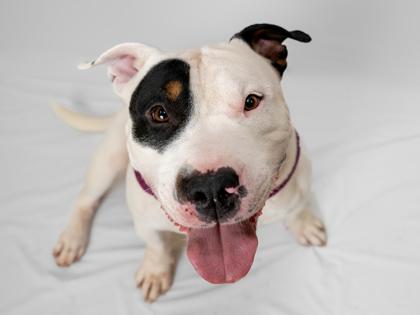 Enlarge Bullseye, a Adoptable mixed breed in Coon Rapids, MN image 3/3