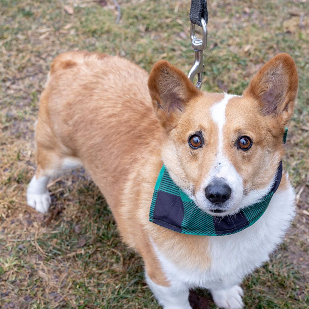 Jake  (Male)   Avail 3/7 per vicki have adoption pending, adopted, Young Male Pembroke Welsh Corgi.