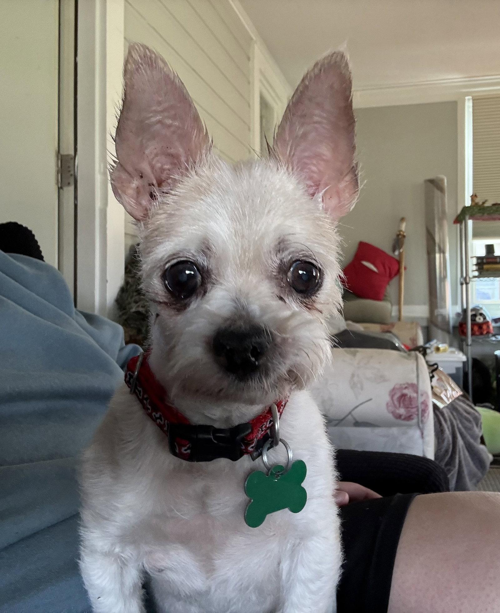 Gabby ♥, Adoptable, Senior Female Chihuahua.