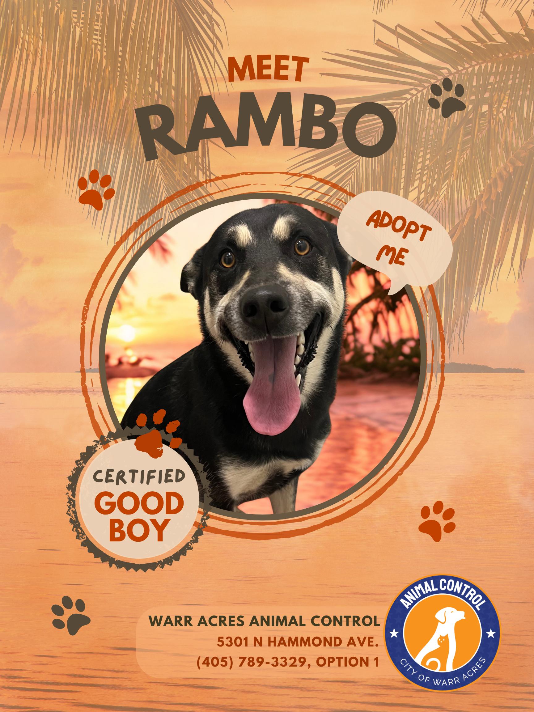 Enlarge Rambo, a ADOPTABLE mixed breed in Warr Acres, OK image 2/2