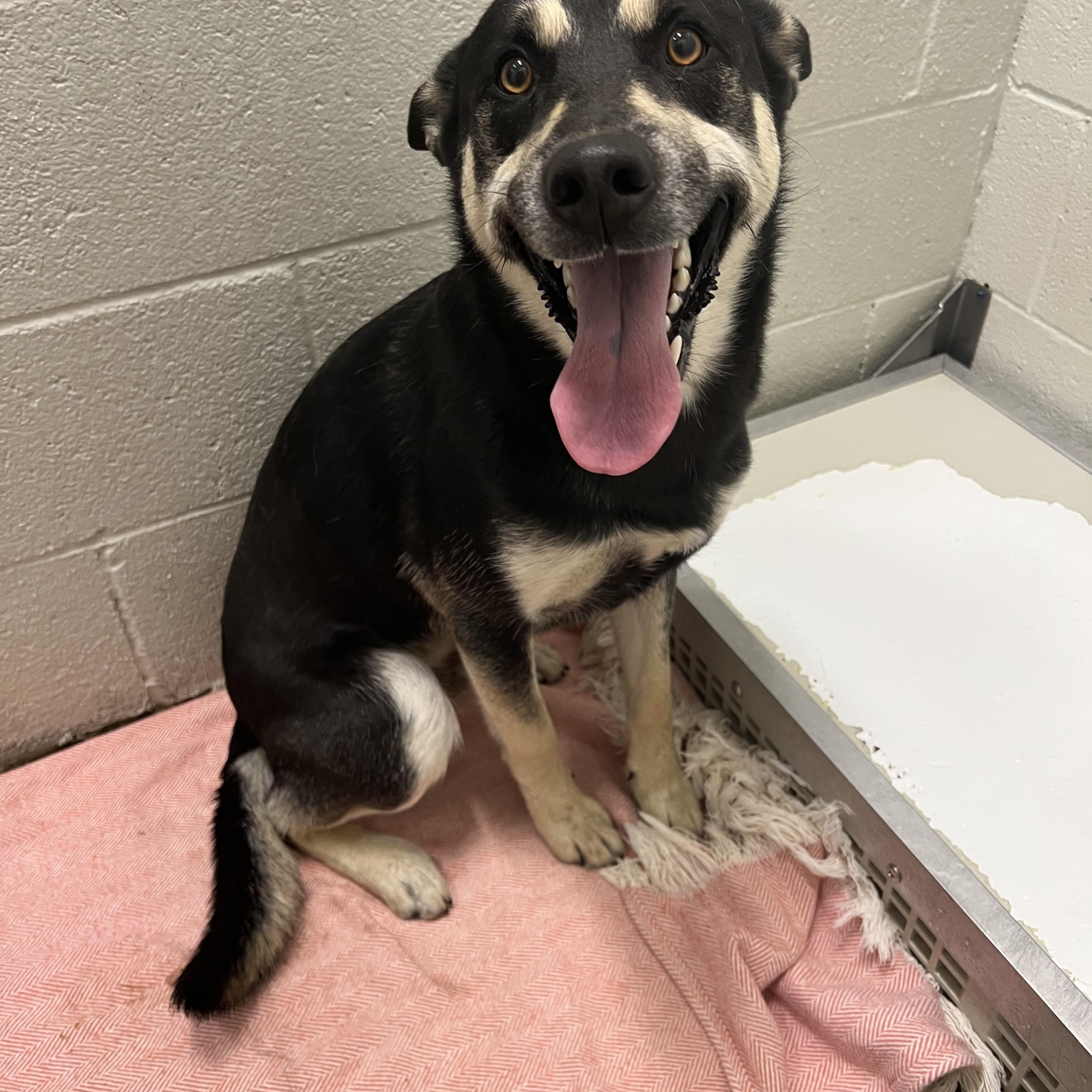 Rambo, ADOPTABLE, Young Male Shepherd & Husky.