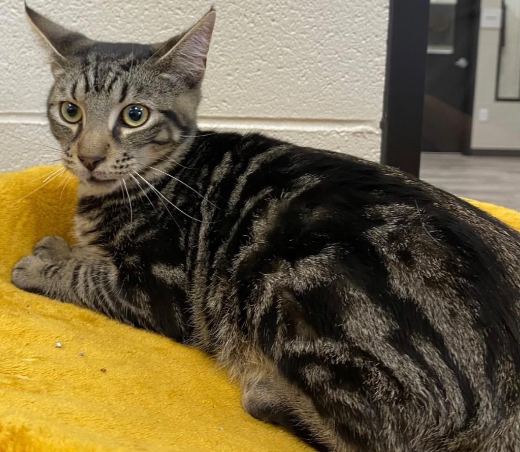 Enlarge Jake, a Adoptable mixed breed in Dalton, GA image 1/1