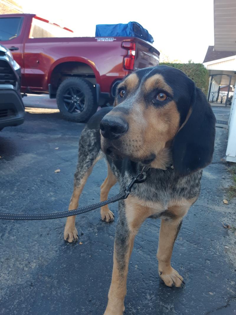 Duke, Adoptable, Adult Male Bluetick Coonhound & Treeing Walker Coonhound.