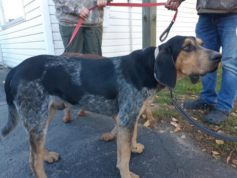 Duke, a Adoptable mixed breed in Bancroft, ON image 2/4