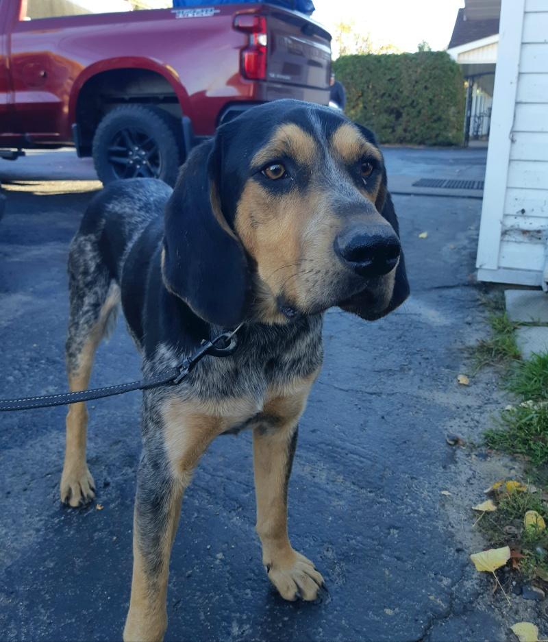 Duke, a Adoptable mixed breed in Bancroft, ON image 3/4