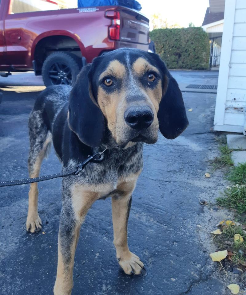 Duke, a Adoptable mixed breed in Bancroft, ON image 4/4