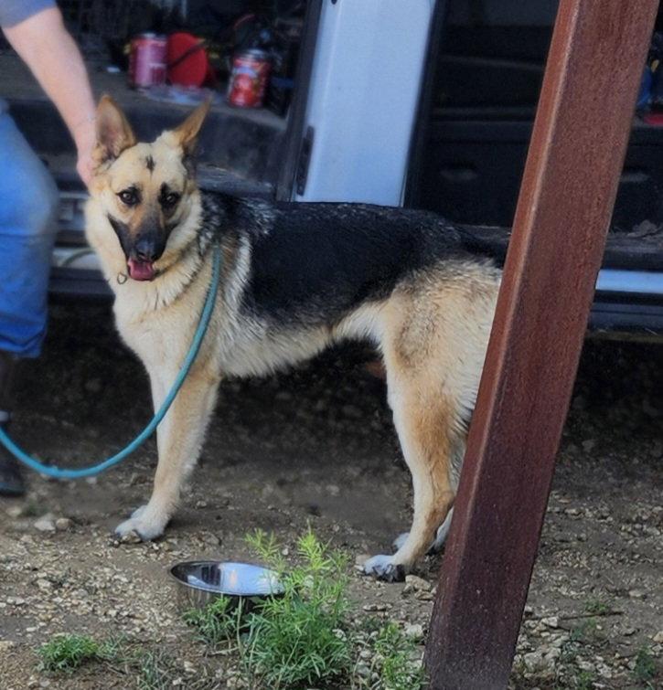 Enlarge Vixen, a Adopted German Shepherd Dog in Pipe Creek, TX image 1/1