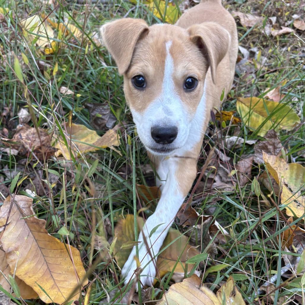 Enlarge Mercury, a Adoptable mixed breed in Winston Salem, NC image 1/3