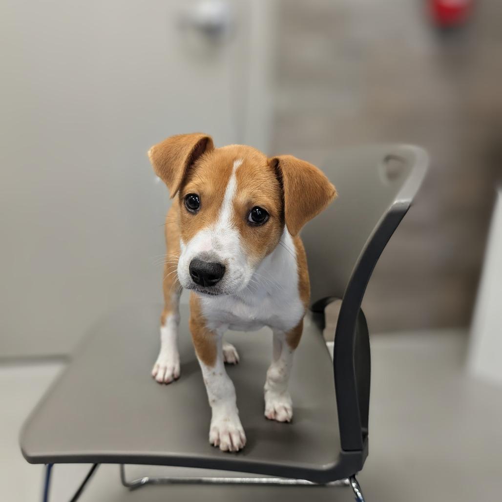 Enlarge Mercury, a Adoptable mixed breed in Winston Salem, NC image 2/3