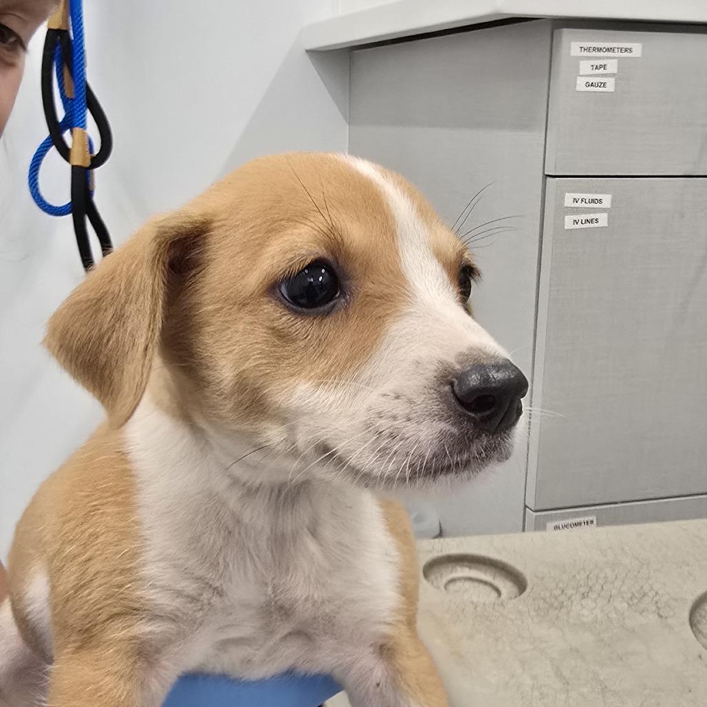 Enlarge Mercury, a Adoptable mixed breed in Winston Salem, NC image 3/3