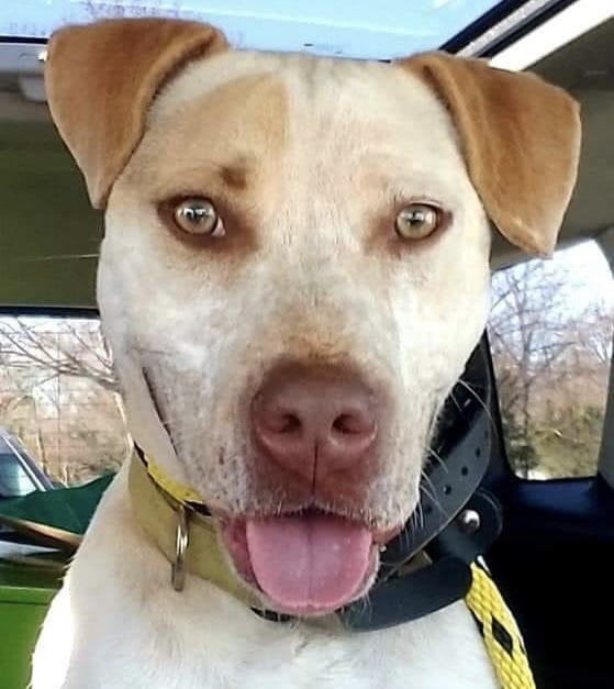 Hazel, Adoptable, Young Female American Bulldog & Bluetick Coonhound.