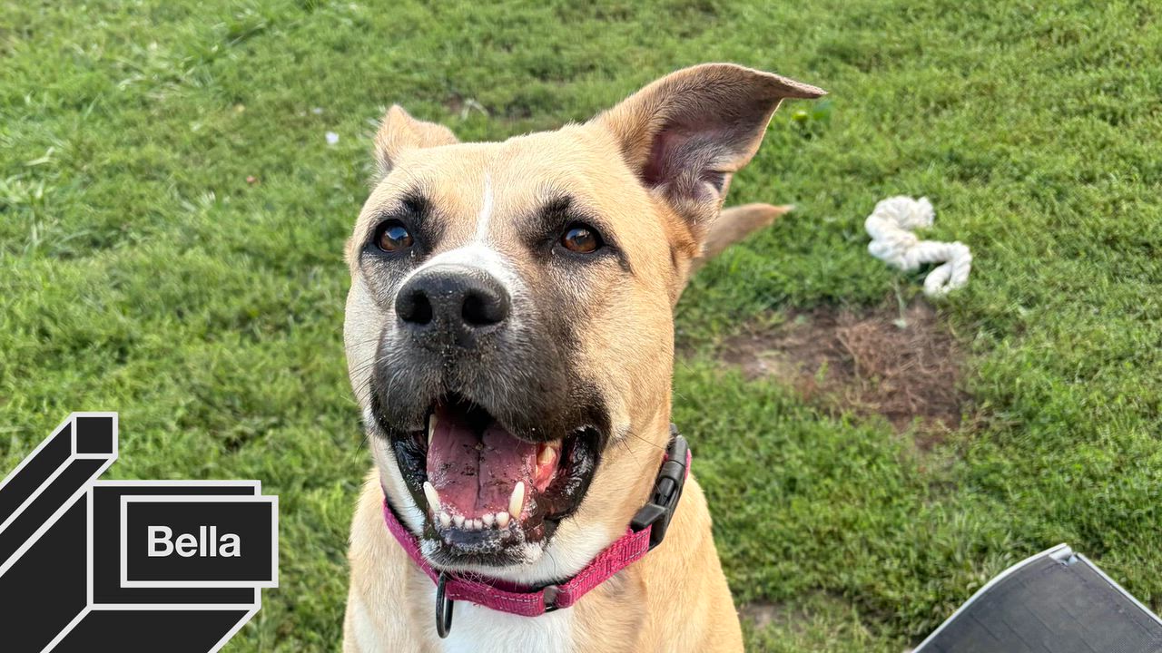 Enlarge Dogs for adoption, a Adoptable American Bully in Taunton, MA video 1/1