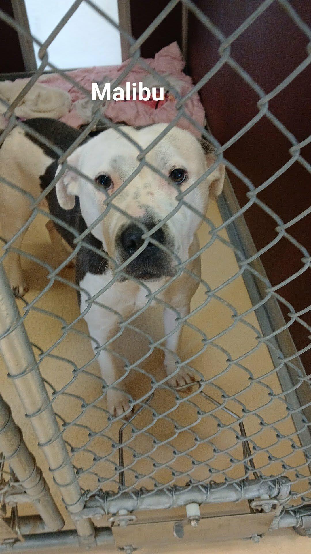 malibu, Adoptable, Young Female Pit Bull Terrier.