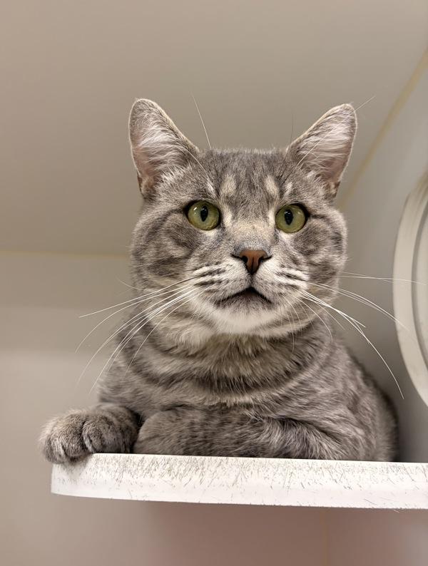 Enlarge Bruce, a Adoptable mixed breed in Columbus, OH image 1/1