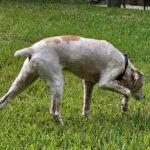 BAILEY CLAIRE #20038545 TX, a Adopted Brittany Spaniel in Fulshear, TX image 2/3