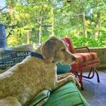 BAILEY CLAIRE #20038545 TX, a Adopted Brittany Spaniel in Fulshear, TX image 3/3