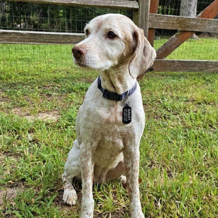 BAILEY CLAIRE #20038545 TX, Adopted, Senior Female Brittany Spaniel.