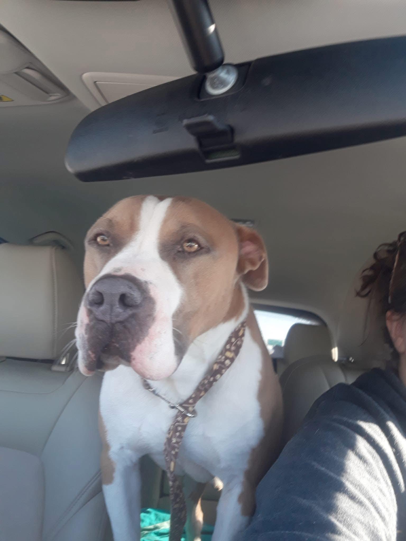 Braxton, ADOPTABLE, Adult Male Pit Bull Terrier.