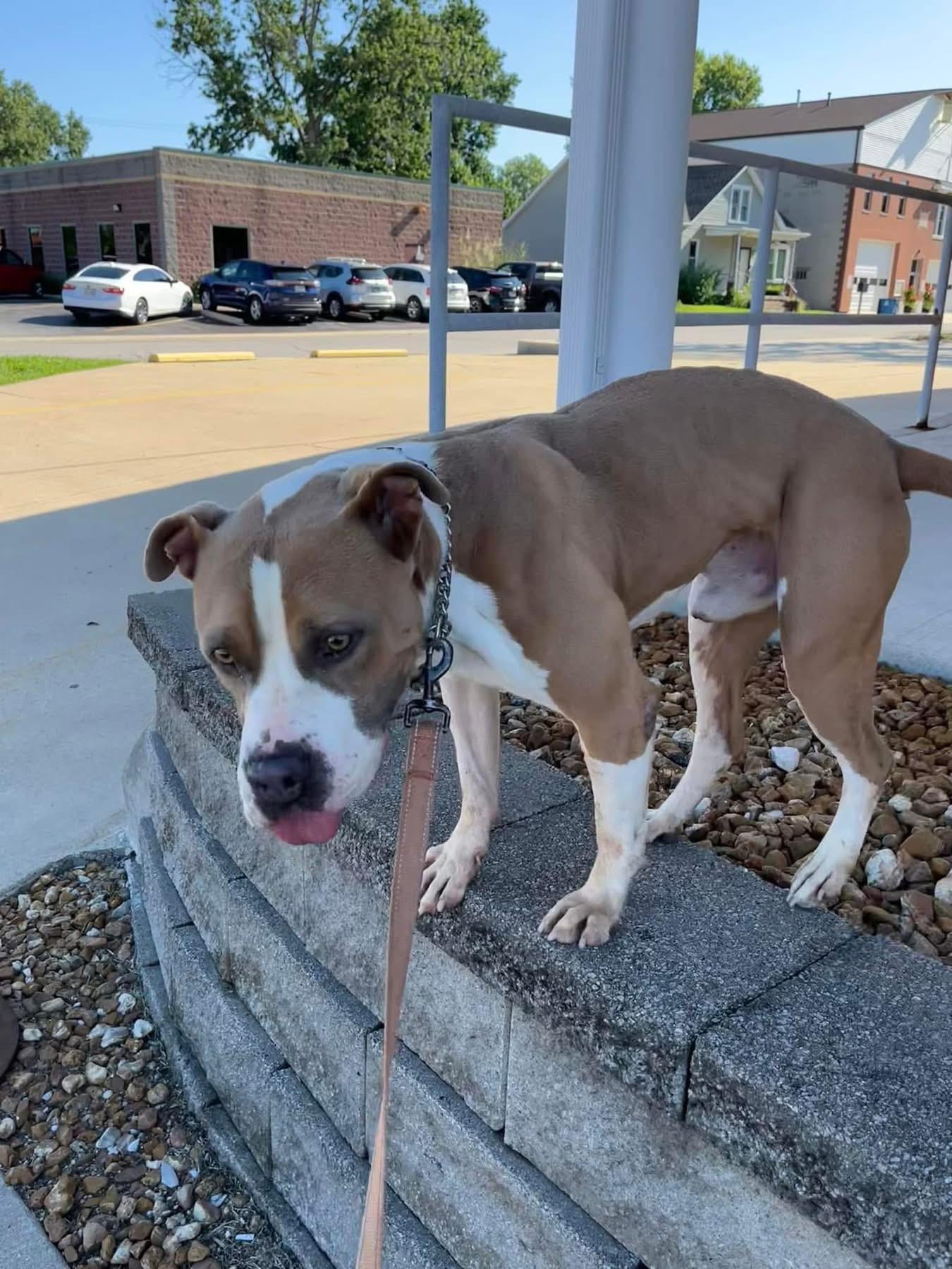 Enlarge Braxton, a ADOPTABLE Pit Bull Terrier in Granite City, IL image 3/3