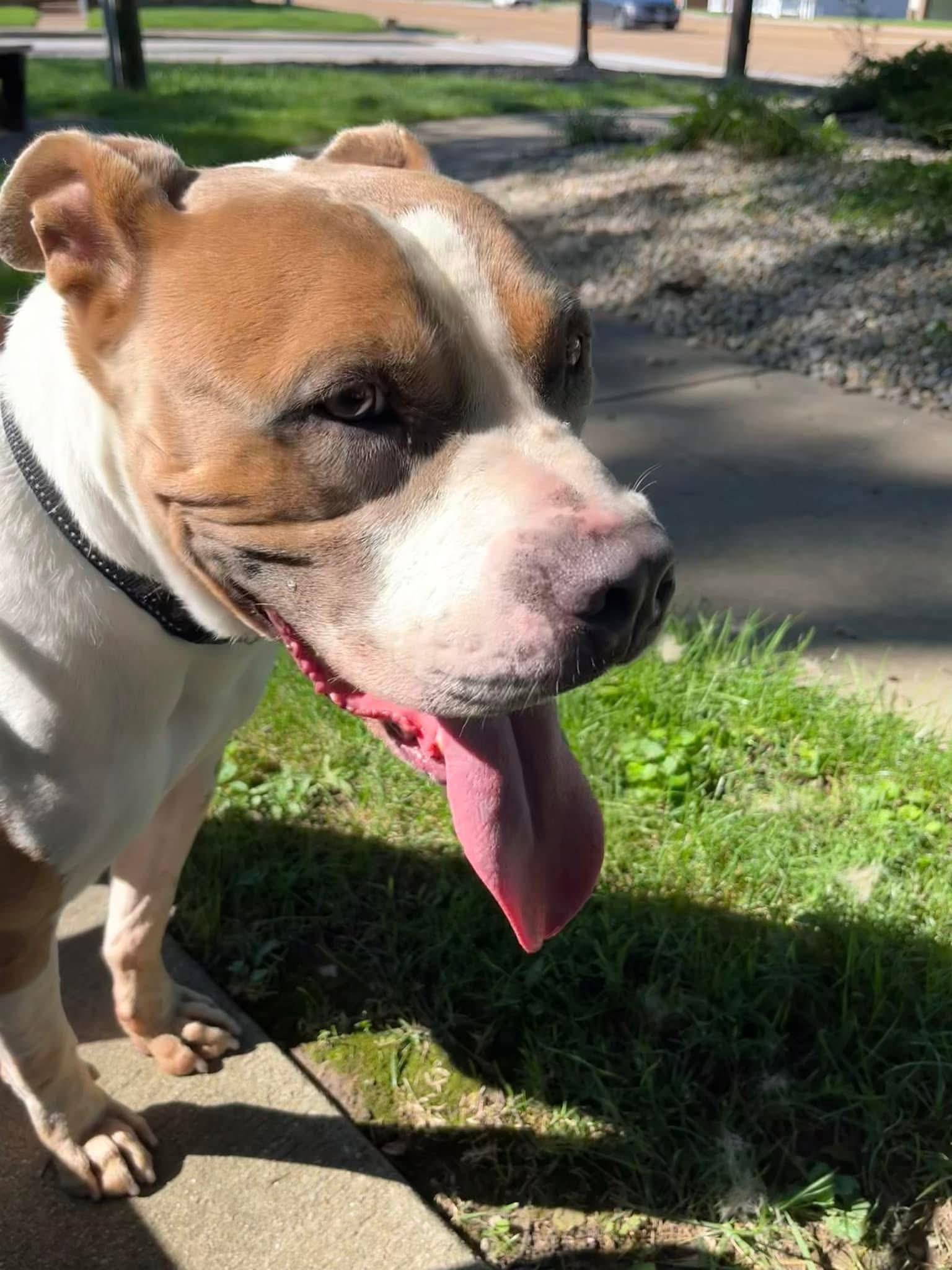 Enlarge Braxton, a ADOPTABLE Pit Bull Terrier in Granite City, IL image 2/3