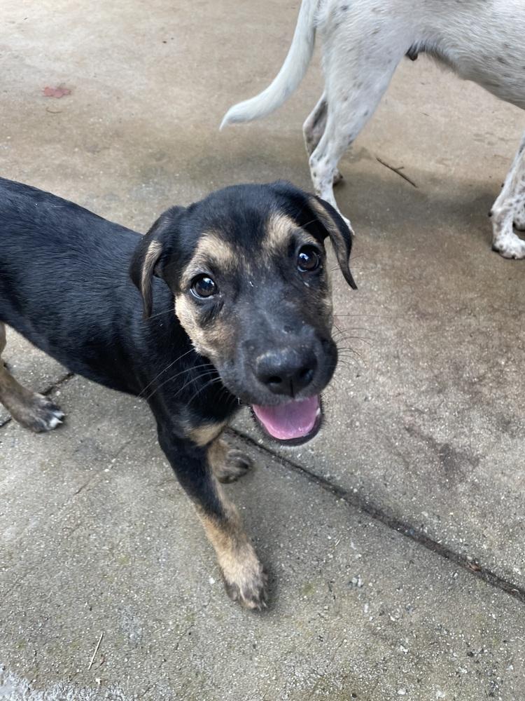 Ditto, Adoptable, Puppy Female German Shepherd Dog & Labrador Retriever.
