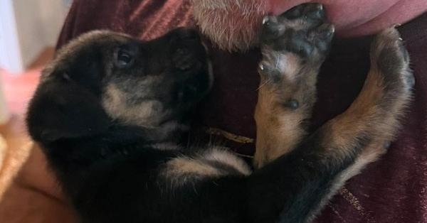 Ditto, Adoptable, Puppy Female German Shepherd Dog & Labrador Retriever.