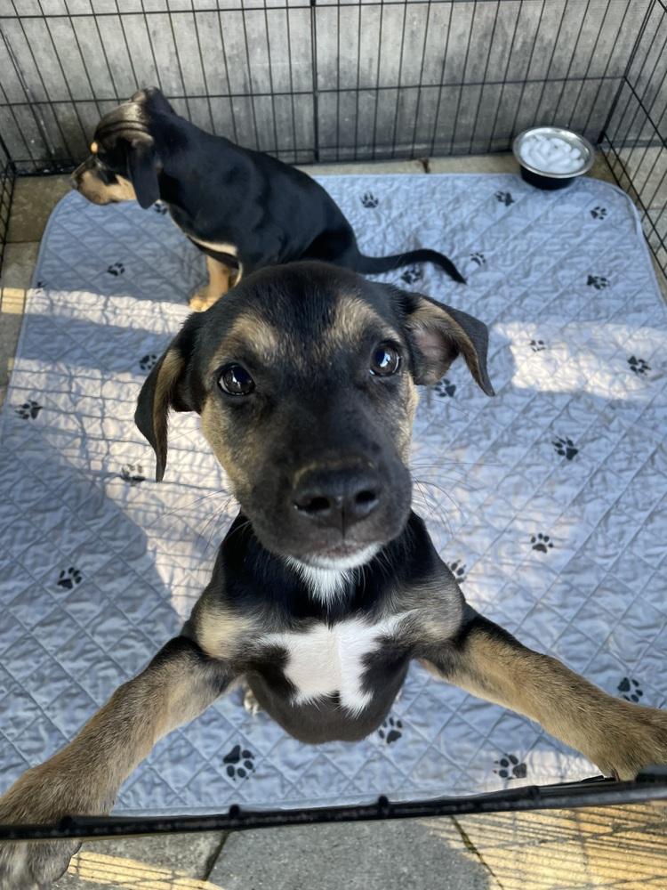 Enlarge Ditto, a Adoptable mixed breed in Newnan, GA image 4/6