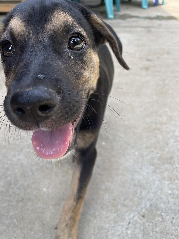 Enlarge Ditto, a Adoptable mixed breed in Newnan, GA image 5/6