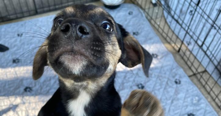 Enlarge Ditto, a Adoptable mixed breed in Newnan, GA image 6/6