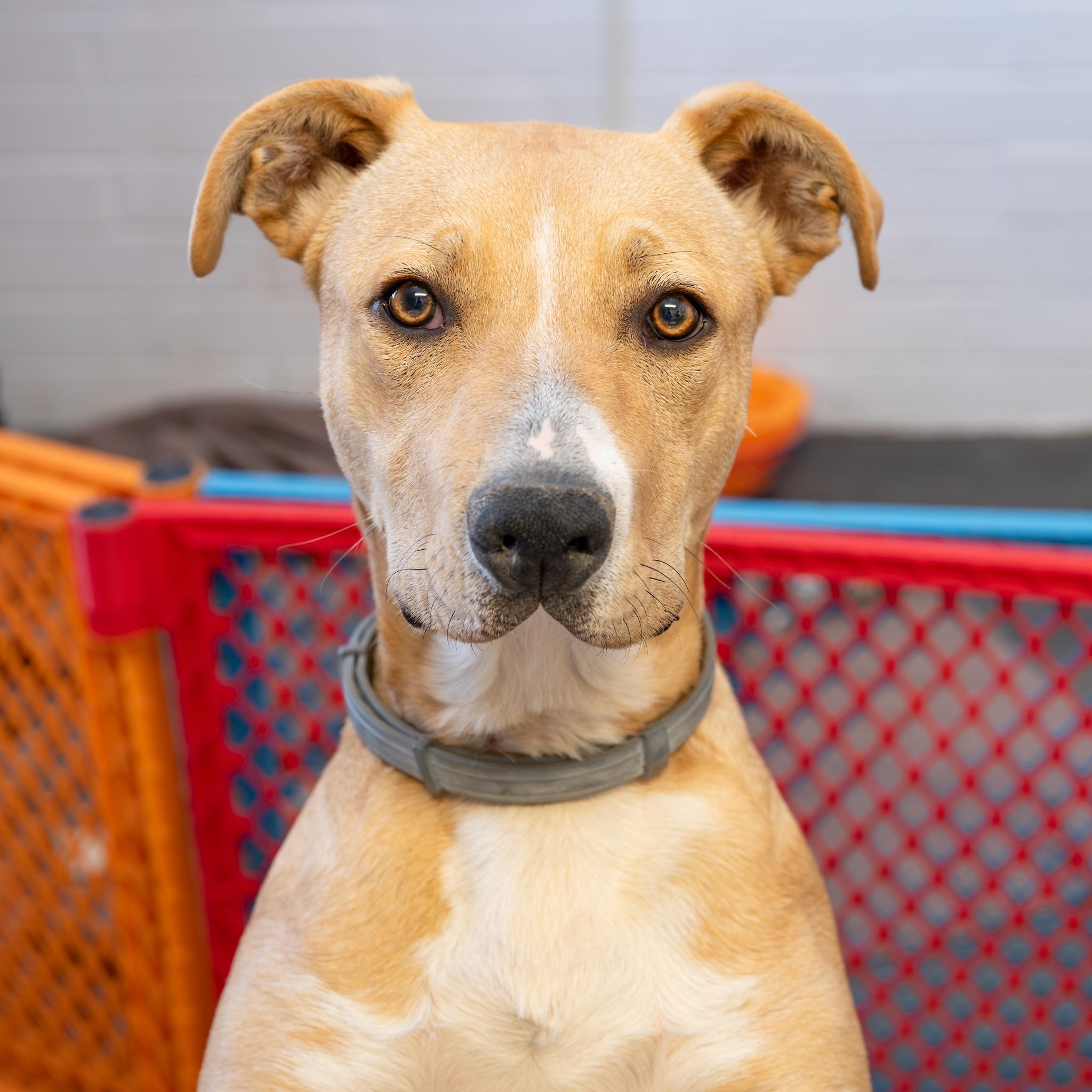 BUBBA, Adoptable, Adult Male Pit Bull Terrier & Labrador Retriever.