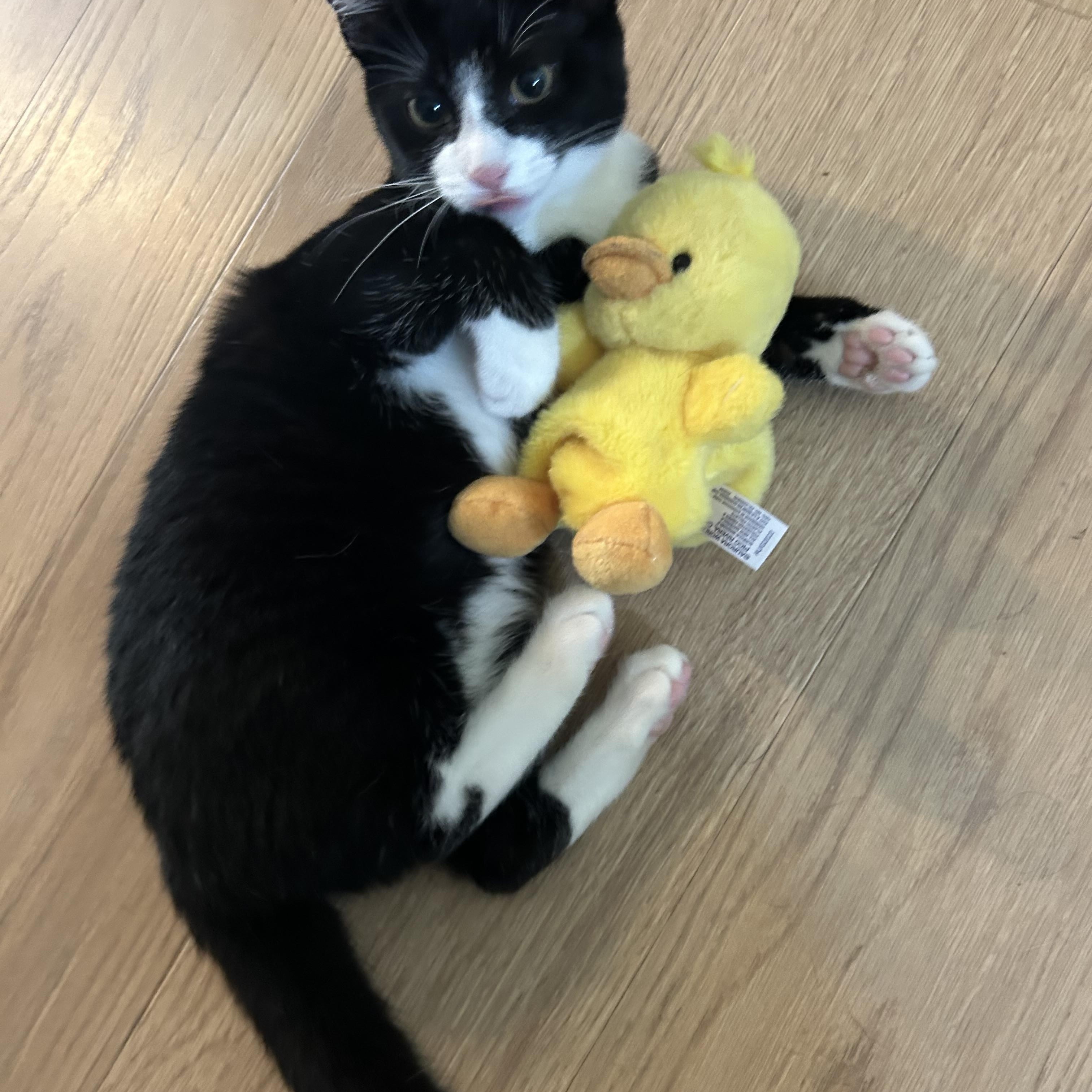 Enlarge Jo - A CHILL GIRL WITH A CHILL VIBE, a Adoptable Domestic Short Hair in Bristow, VA image 4/5