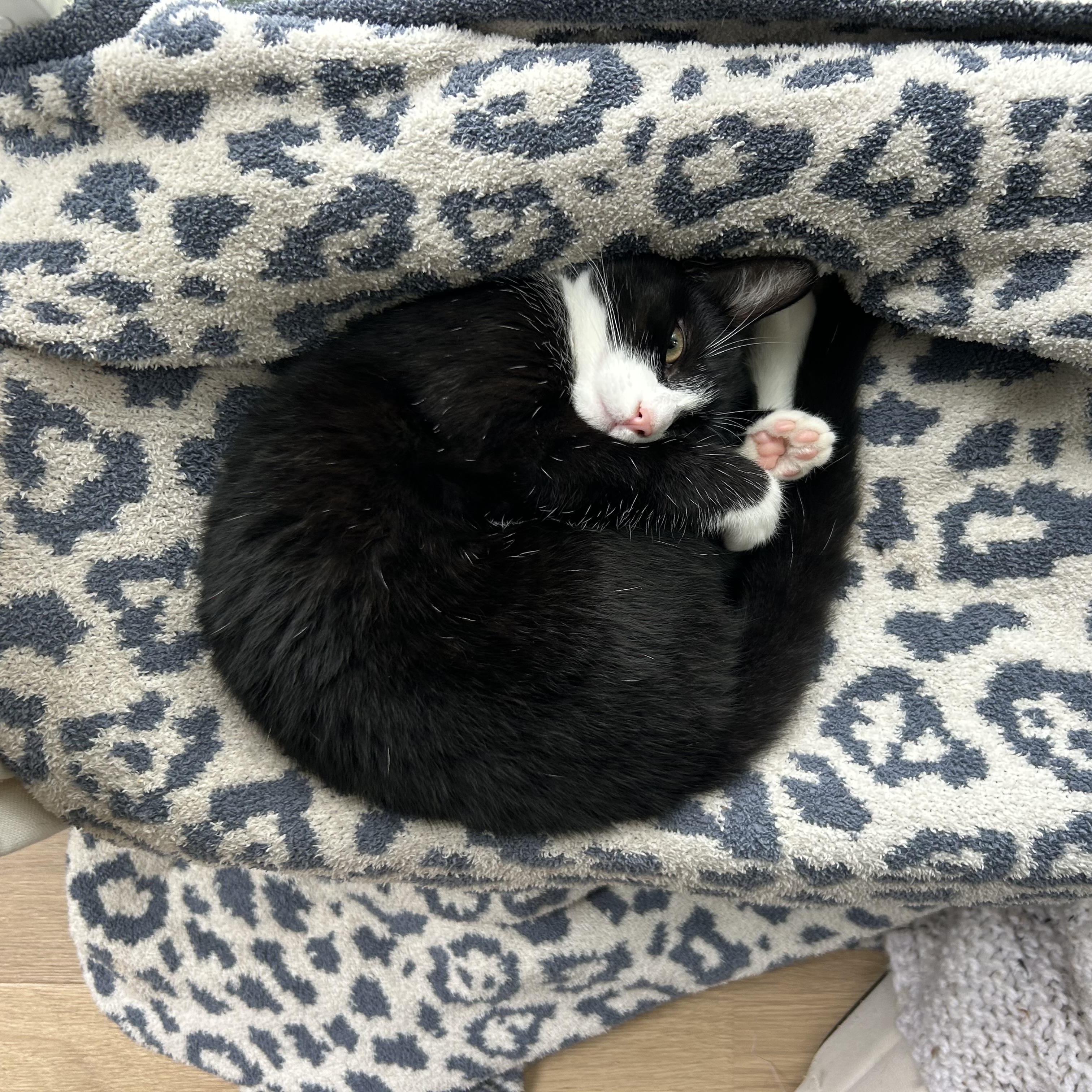 Enlarge Jo - A CHILL GIRL WITH A CHILL VIBE, a Adoptable Domestic Short Hair in Bristow, VA image 2/5
