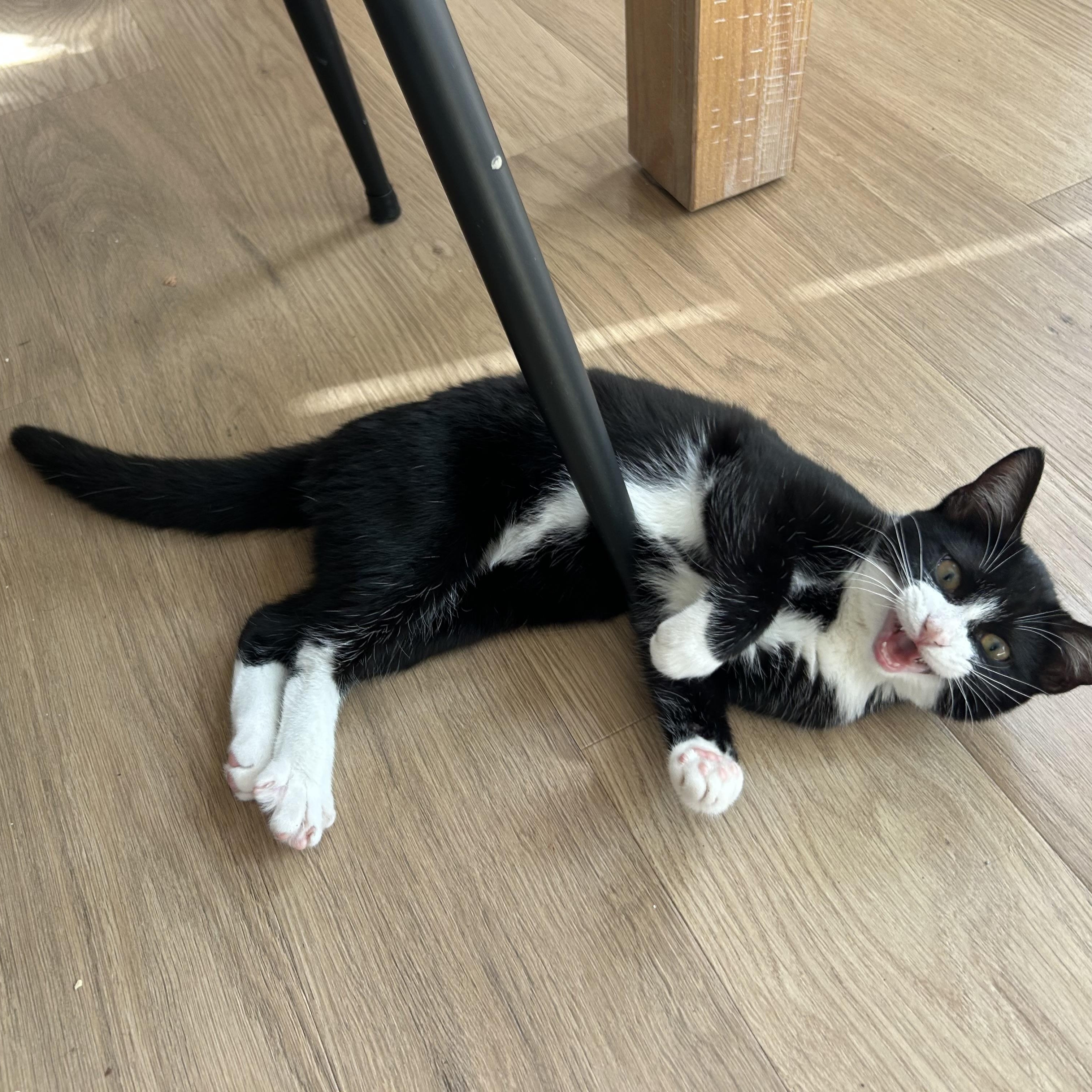 Jo - A CHILL GIRL WITH A CHILL VIBE, Adoptable, Young Female Domestic Short Hair.