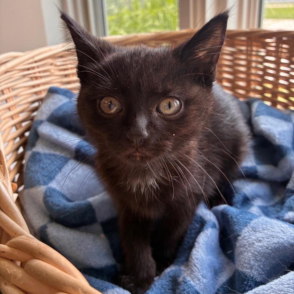 Enlarge Sardines, a Adoptable Domestic Short Hair in Manhattan, KS image 1/2