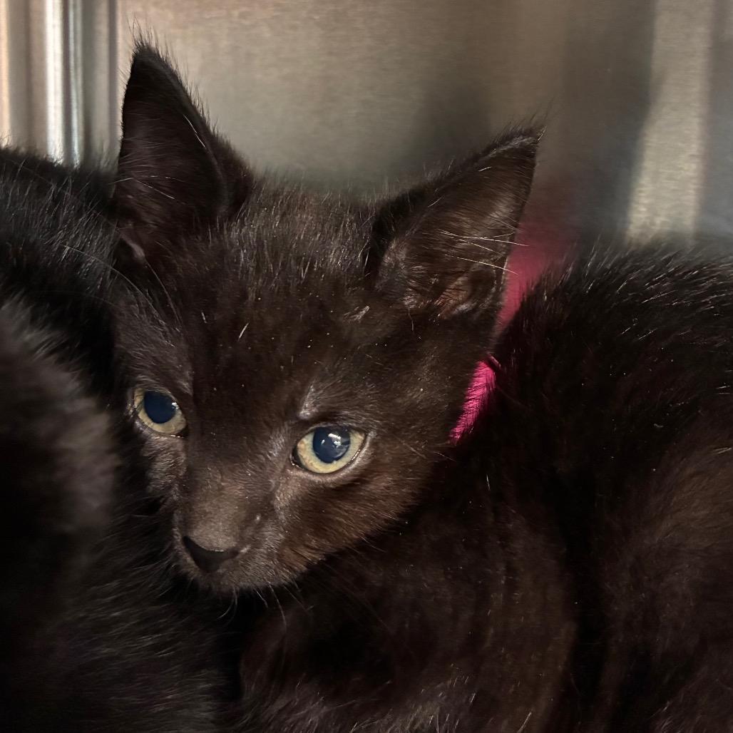 Enlarge Sardines, a Adoptable Domestic Short Hair in Manhattan, KS image 2/2