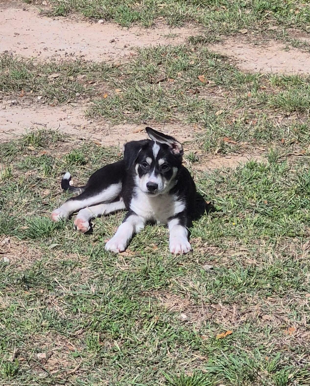 Jayjay, an adopted mixed breed in Grove city, OH image 1/3