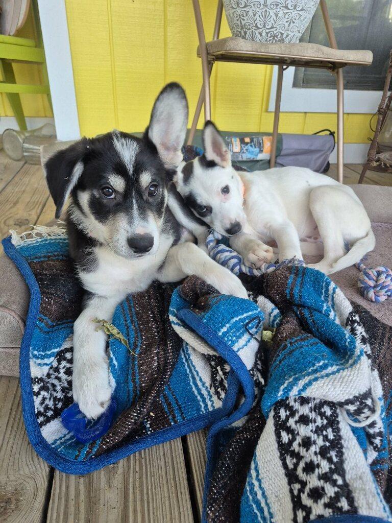 Jayjay, an adopted mixed breed in Grove city, OH image 2/3