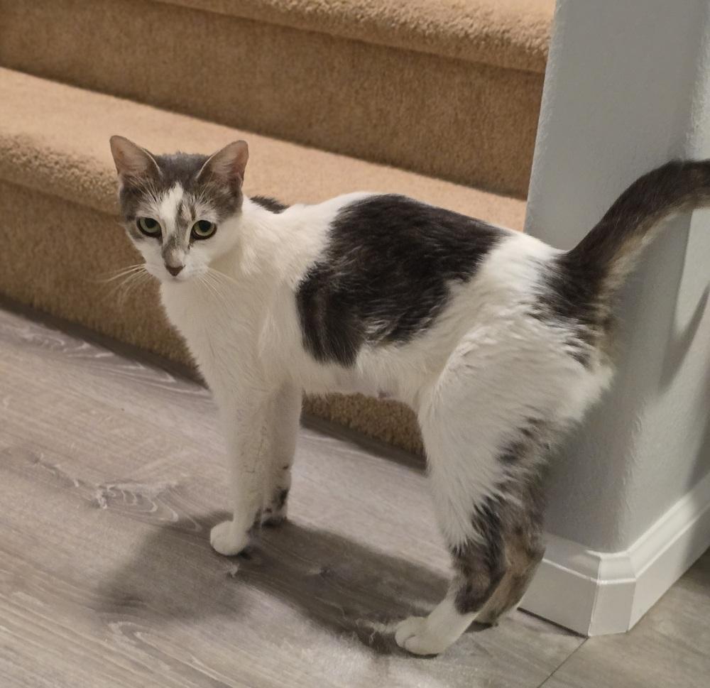 Enlarge Lizzy, a Adoptable Domestic Short Hair in Sedalia, CO image 1/3