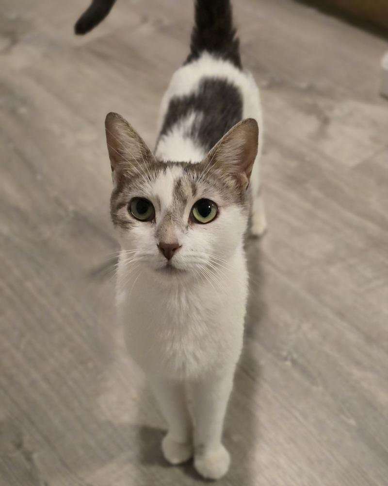 Enlarge Lizzy, a Adoptable Domestic Short Hair in Sedalia, CO image 2/3