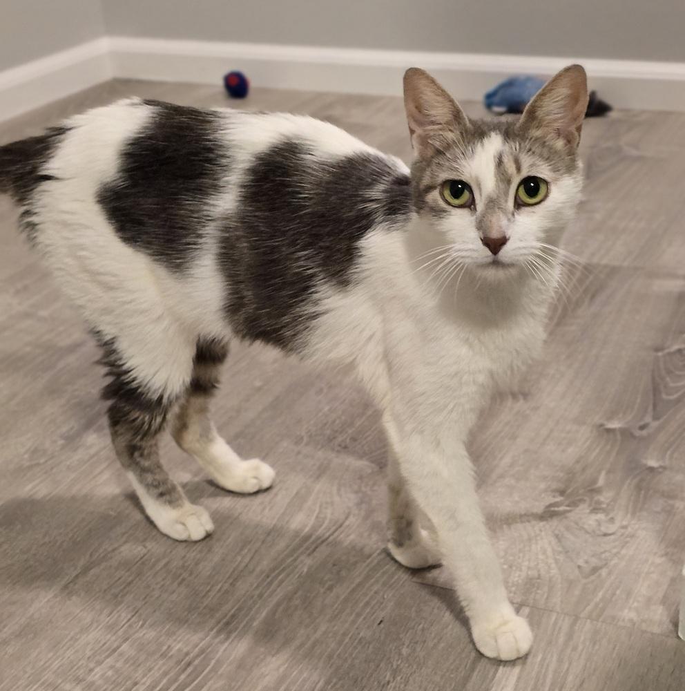 Enlarge Lizzy, a Adoptable Domestic Short Hair in Sedalia, CO image 3/3