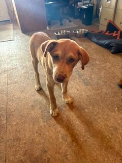 Enlarge Parker, a Adoptable mixed breed in Lafayette, TN image 1/1