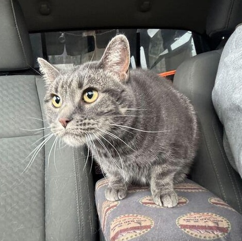Enlarge Squeegee, an adopted Tabby in Driggs, ID image 5/6