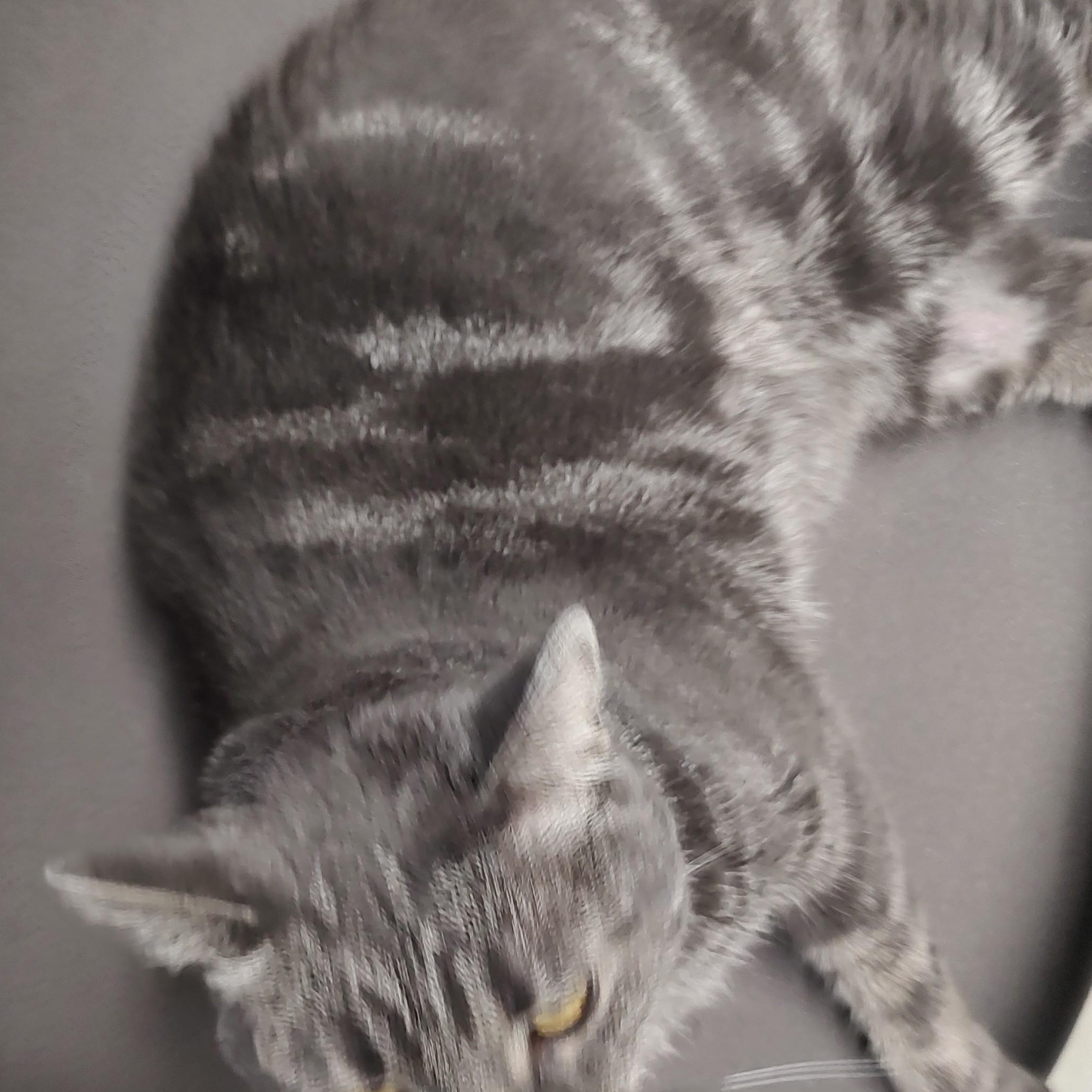 Squeegee, a Adoptable Tabby in Driggs, ID image 2/4