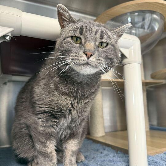 Squeegee, an adoptable Domestic Medium Hair in Driggs, ID, 83422 | Photo Image 1